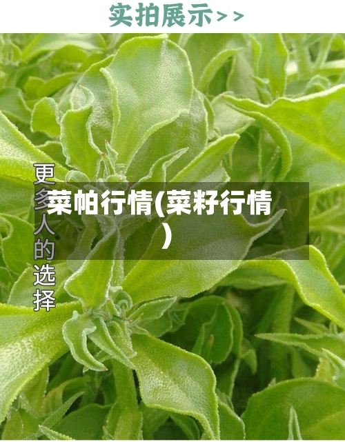菜帕行情(菜籽行情)